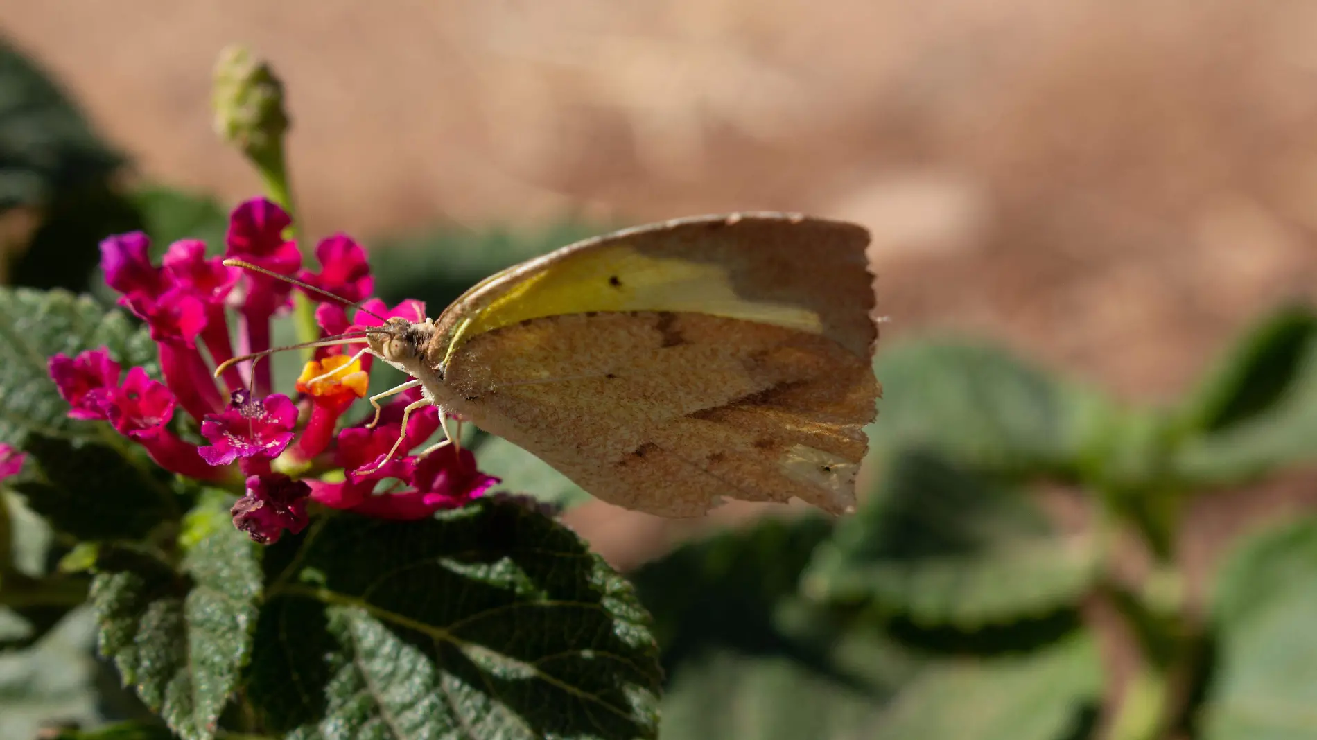 Jardin polinizar ITH - Mike Acosta (2)